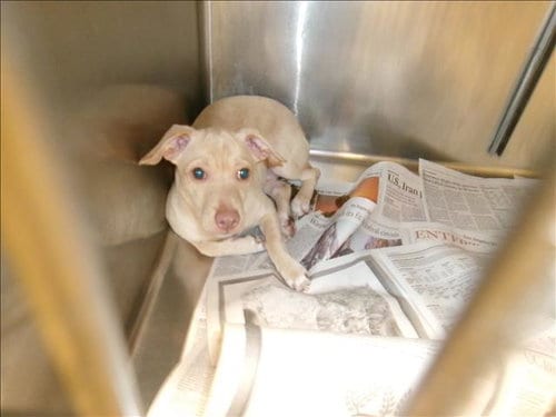 Photo of Coco, adoptable Chihuahua in Van Nuys, California