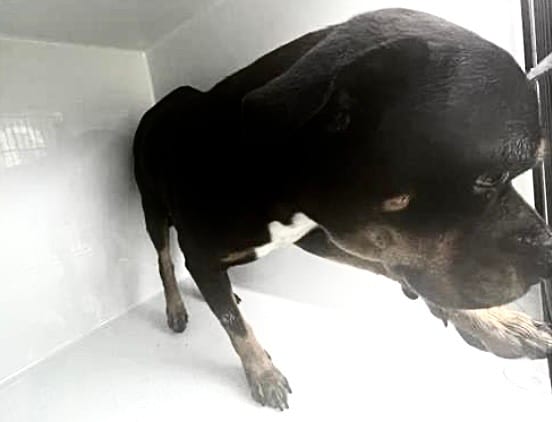 Photo of Senior Rottweiler mix, adoptable Rottweiler mix in Houston, Texas