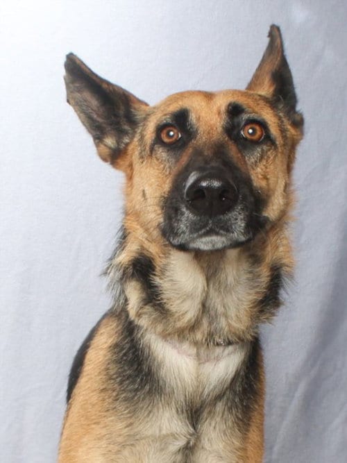 Photo of Lucky, adoptable German Shepherd Dog in Burbank, California