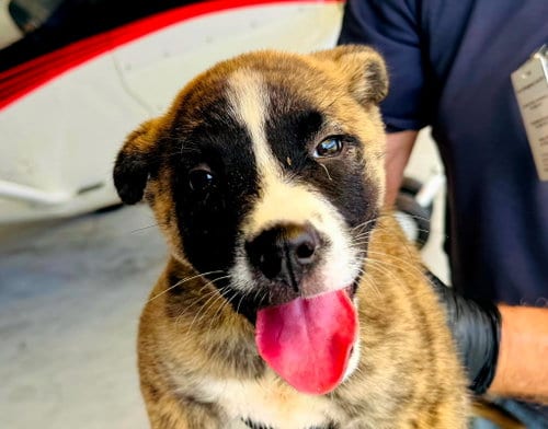 Photo of Jack, adoptable Hound in Royal Palm Beach, Florida