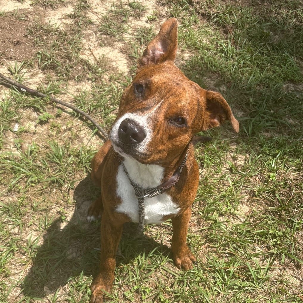 Photo of Beaver 🐾, adoptable Mixed Breed (Medium) in Milton, Florida