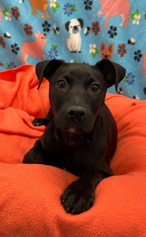 Photo of Azalea, adoptable Labrador Retriever in Holbrook, New York