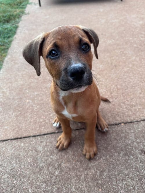 Photo of Big Chunk, adoptable Hound in Greenville, South Carolina