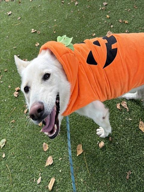 Photo of Casper, adoptable German Shepherd Dog in Santa Barbara, California