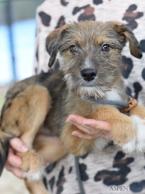 Photo of Aspen, adoptable Border Terrier in Montgomery, Texas