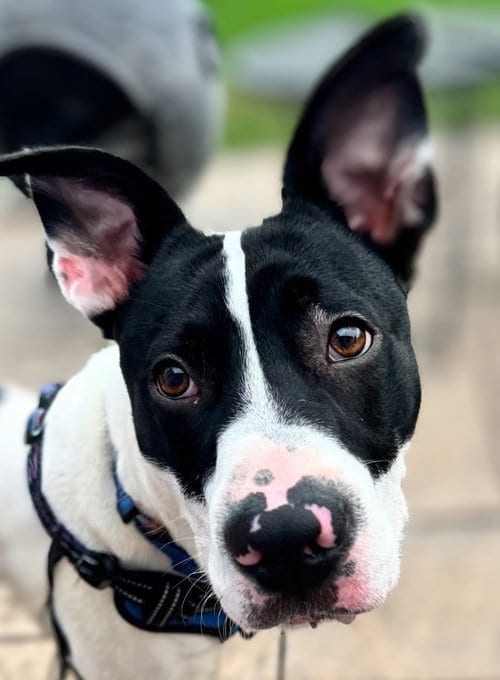 Photo of Rocco James, adoptable Labrador Retriever in Berwick, Pennsylvania