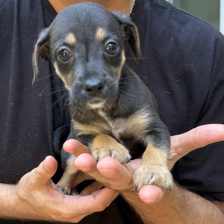 Photo of Margarita, adoptable Terrier / Mixed Breed (Medium) in Raleigh area, North Carolina