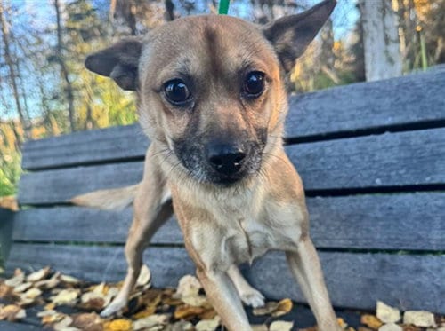 Photo of Memphis, adoptable Chihuahua in Anchorage, Alaska