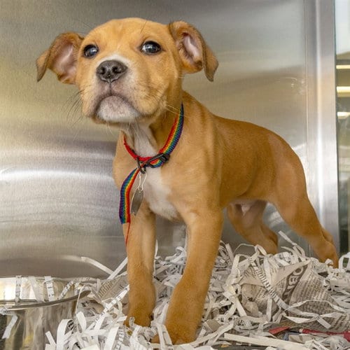 Photo of Cheese Curd, adoptable Pit Bull Terrier in Maryland, Missouri