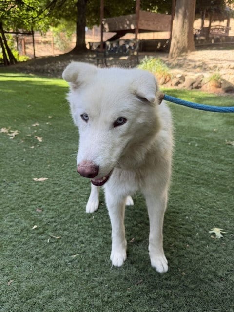 Photo of Cloud, adoptable Siberian Husky in Walnut Creek, California