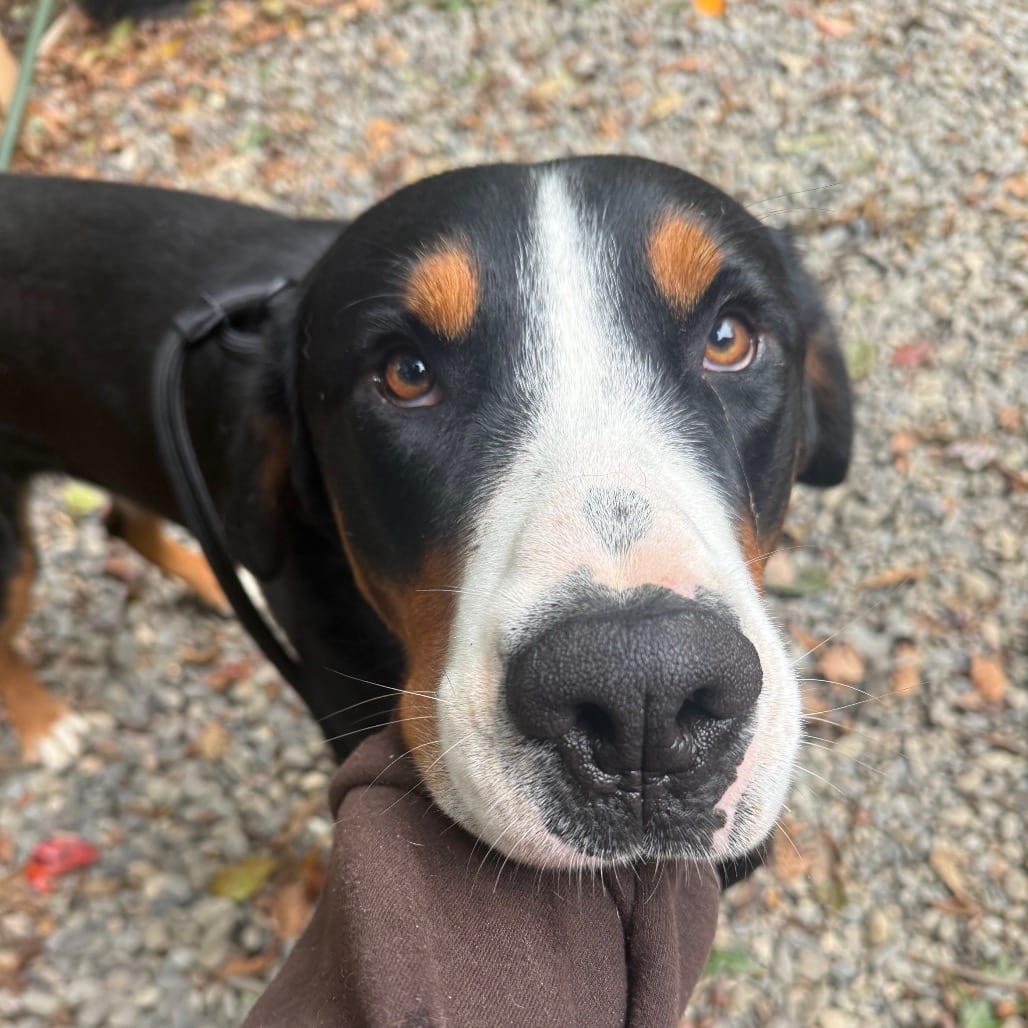 Photo of Sheriff, adoptable Greater Swiss Mountain Dog in West Chester, Pennsylvania