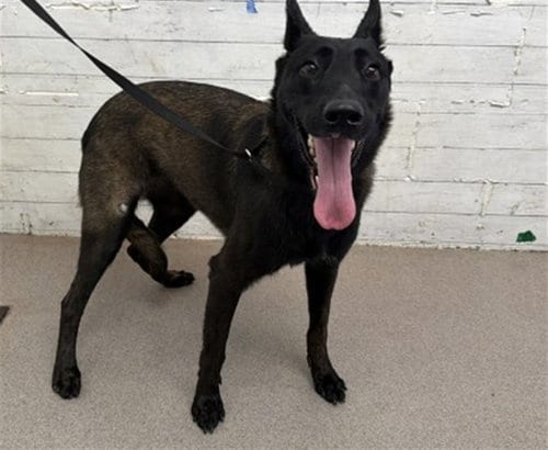 Photo of Yazmin, adoptable Belgian Shepherd Malinois in San Bernardino, California