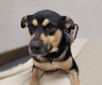 Photo of Dandelion, adoptable dog
