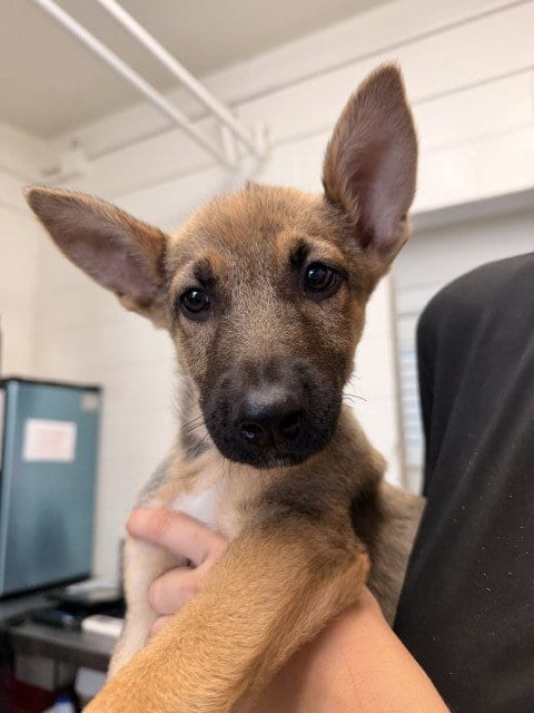 Photo of Henru, adoptable German Shepherd Dog in San Bernardino, California