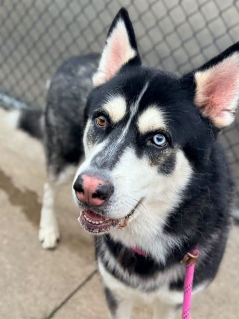 Photo of Gladiator, adoptable Alaskan Husky in Chicago, Illinois