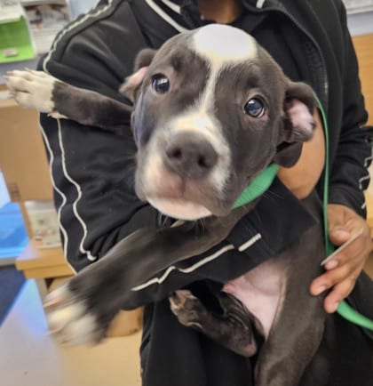 Photo of Tournament, adoptable dog in Chamblee, Georgia