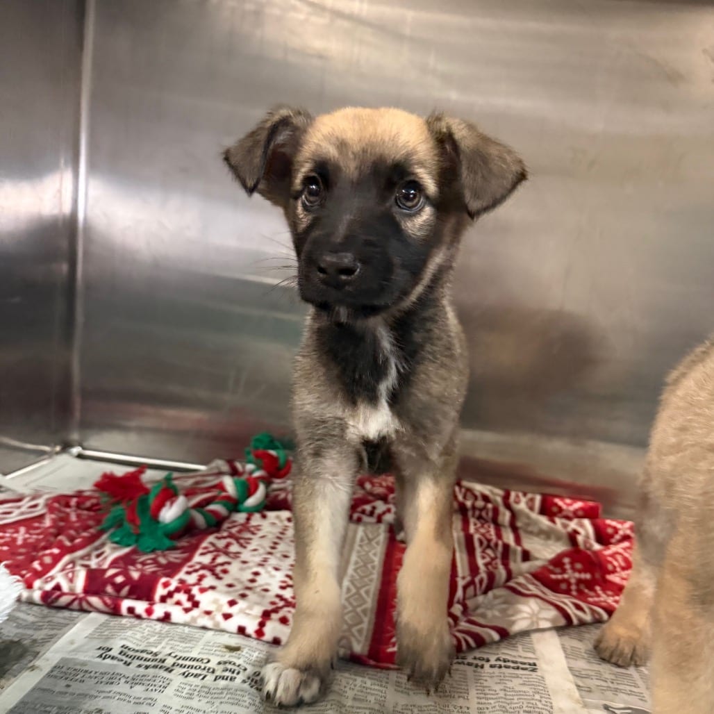 Photo of Monster Mutt, adoptable Shepherd / Mix in San Antonio, Texas