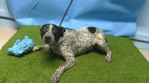 Photo of A5799279, adoptable Australian Cattle Dog/Blue Heeler in Gardena, California