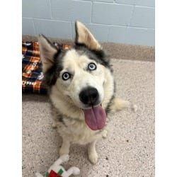 Photo of Miss Luna, adoptable Husky in Brighton, Colorado