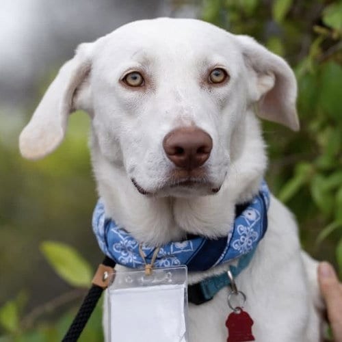 Photo of Trevor, adoptable Labrador Retriever in San Diego, California