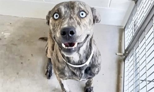 Photo of A661577, adoptable Dutch Shepherd in Houston, Texas