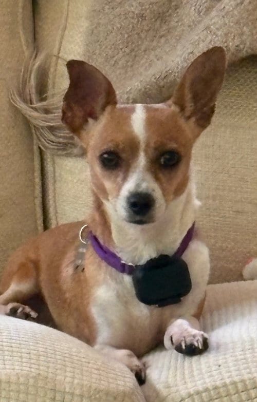 Photo of Dolly Chi, adoptable Chihuahua in Holly Springs, North Carolina
