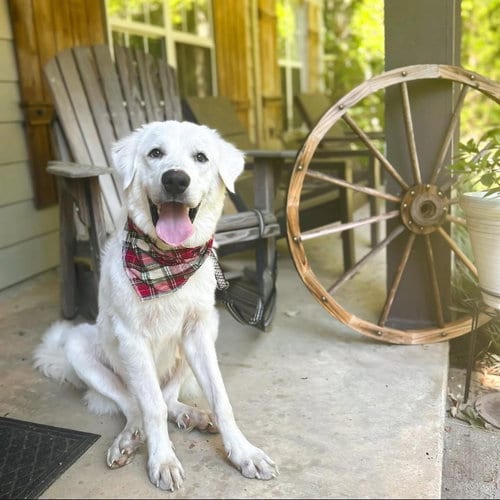 Photo of Winter - in New England, adoptable Great Pyrenees in Croydon, New Hampshire