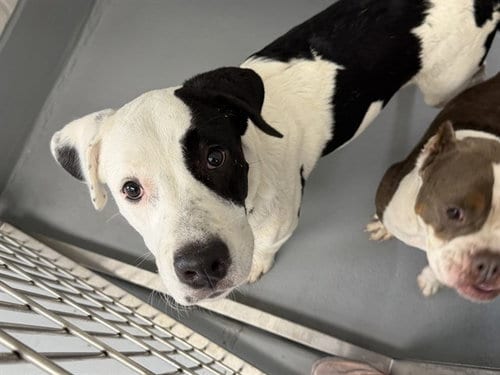 Photo of Rowan, adoptable Border Collie in Ocala, Florida
