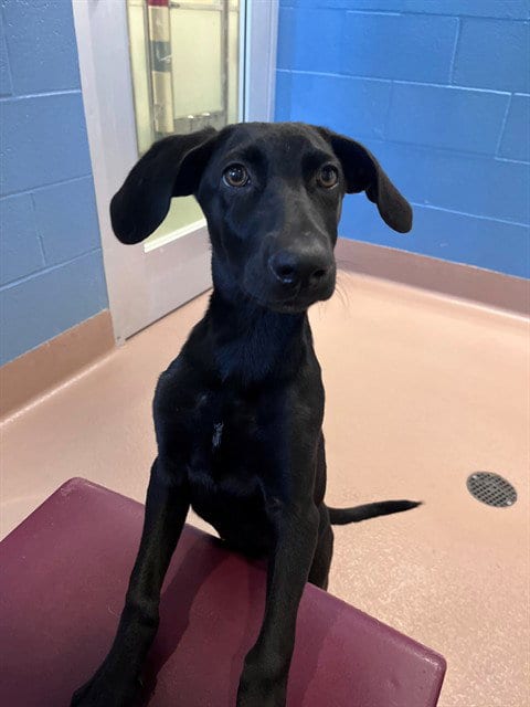 Photo of Mocha, adoptable Labrador Retriever in Plano, Texas