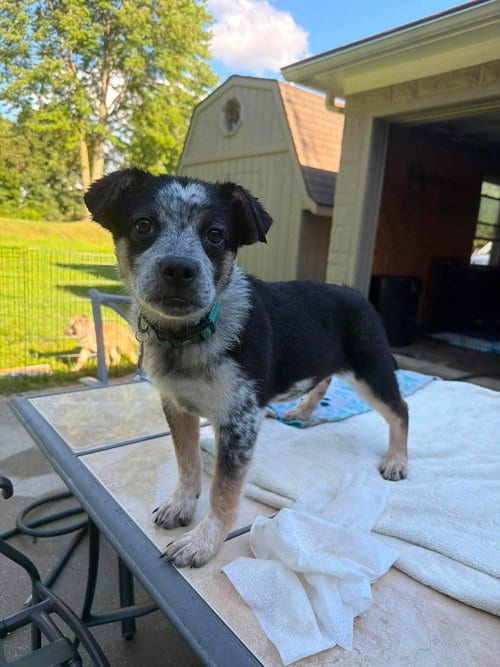 Photo of Tania, adoptable Australian Cattle Dog/Blue Heeler in Coldwater, Michigan