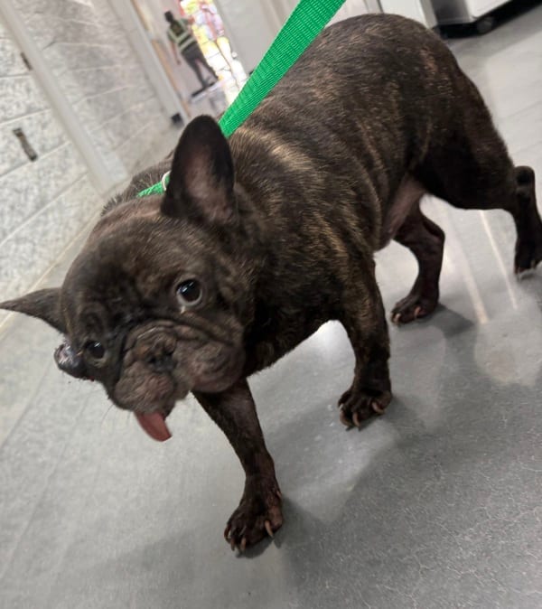 Photo of Tank, adoptable French Bulldog cross in Lawrenceville, Georgia