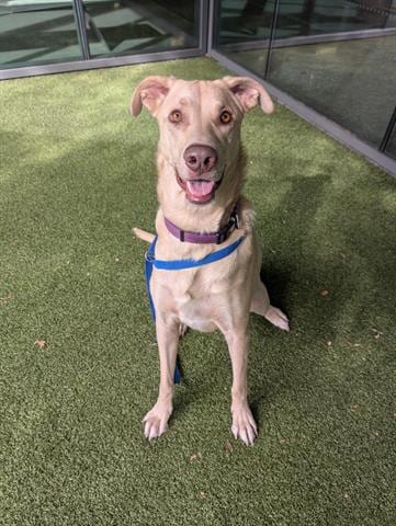 Photo of Hazel, adoptable Greyhound in San Martin, California