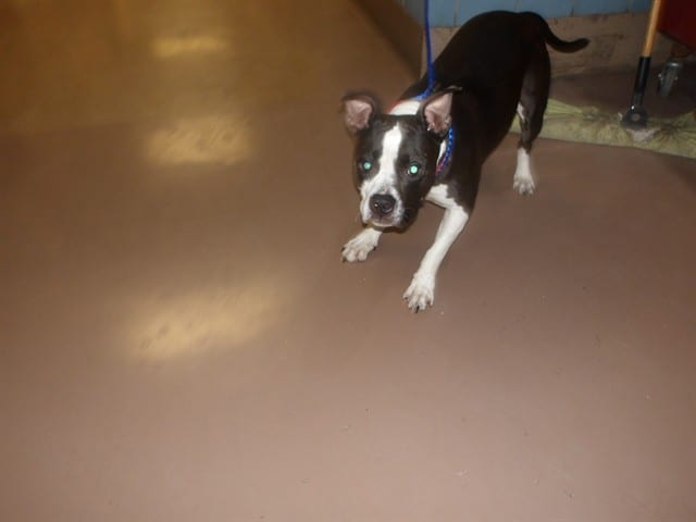 Photo of Opera, adoptable American Pit Bull Terrier mix in Chicago, Illinois