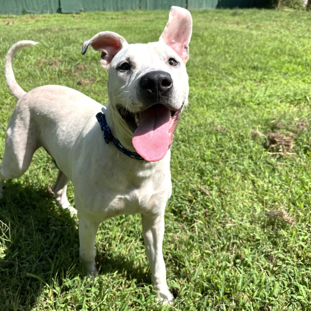 Photo of Ralph, adoptable Terrier, American Pit Bull / Retriever, Labrador in Starkville, Mississippi