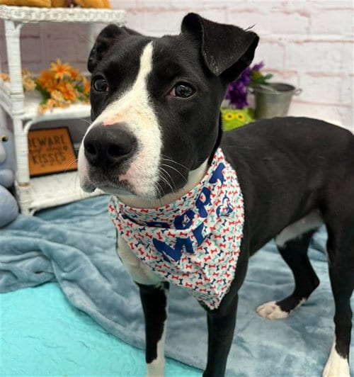 Photo of Aho, adoptable American Staffordshire Terrier in Detroit, Michigan
