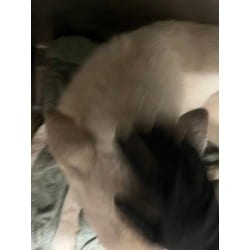 Photo of Miracle Max, adoptable German Shepherd Dog in Baton Rouge, Louisiana