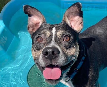 Photo of Ray, adoptable dog in Georgetown, Texas