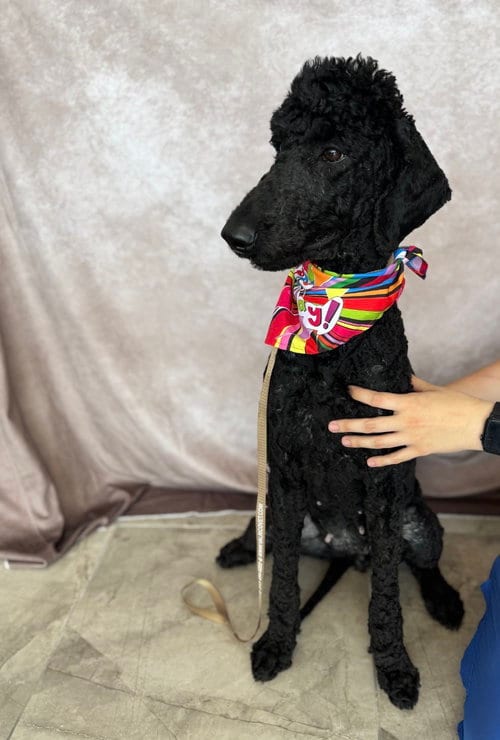 Photo of Dolly Parton, adoptable Poodle (Standard) in Valrico, Florida