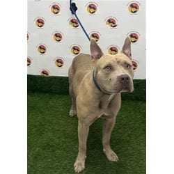 Photo of Boris, adoptable Mixed Breed (Medium) in Land O'Lakes, Florida