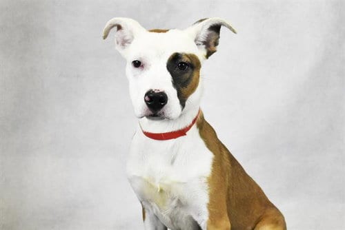 Photo of Shay, adoptable Labrador Retriever in Ft Lauderdale, Florida