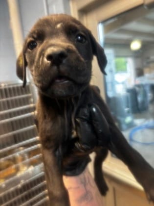 Photo of Bolera, adoptable dog in Chamblee, Georgia