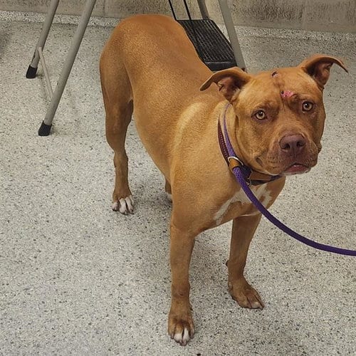 Photo of Finch, adoptable American Staffordshire Terrier in Conroe, Texas