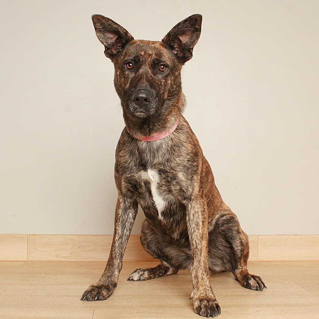 Photo of Hanalei D71125, adoptable Shepherd, Dutch / Shepherd, German in Minnesota, Minnesota
