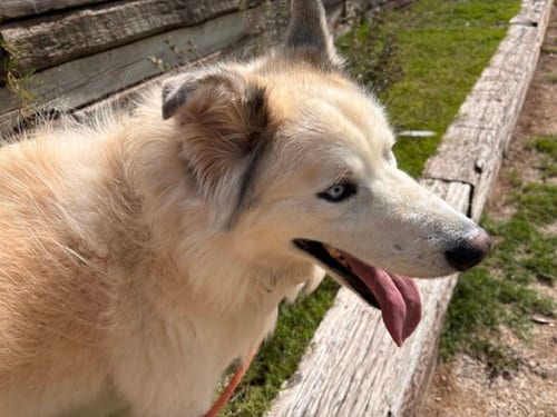 Photo of Tobby, adoptable Siberian Husky in Albuquerque, New Mexico