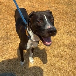 Photo of Orion, adoptable American Pit Bull Terrier in Hartford, Connecticut