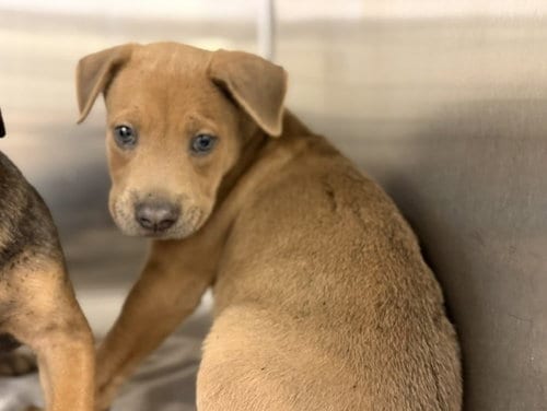 Photo of Goofy, adoptable Labrador Retriever in Miami, Florida