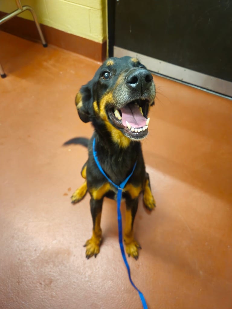 Photo of Kaylen, adoptable Rottweiler in Douglasville, Georgia