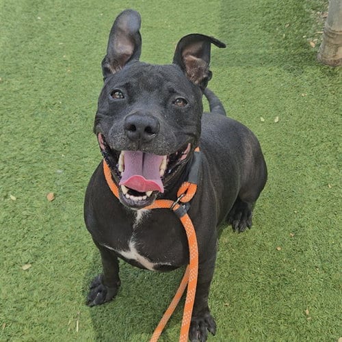 Photo of Niko, adoptable Staffordshire Bull Terrier in Phoenix, Arizona