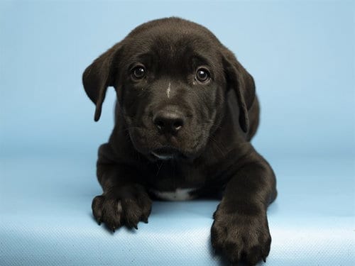 Photo of Wolfman, adoptable American Pit Bull Terrier in Phoenix, Arizona