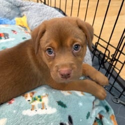 Photo of Cinnamon, adoptable Labrador Retriever Mixed Breed (Medium) in Denver, Colorado